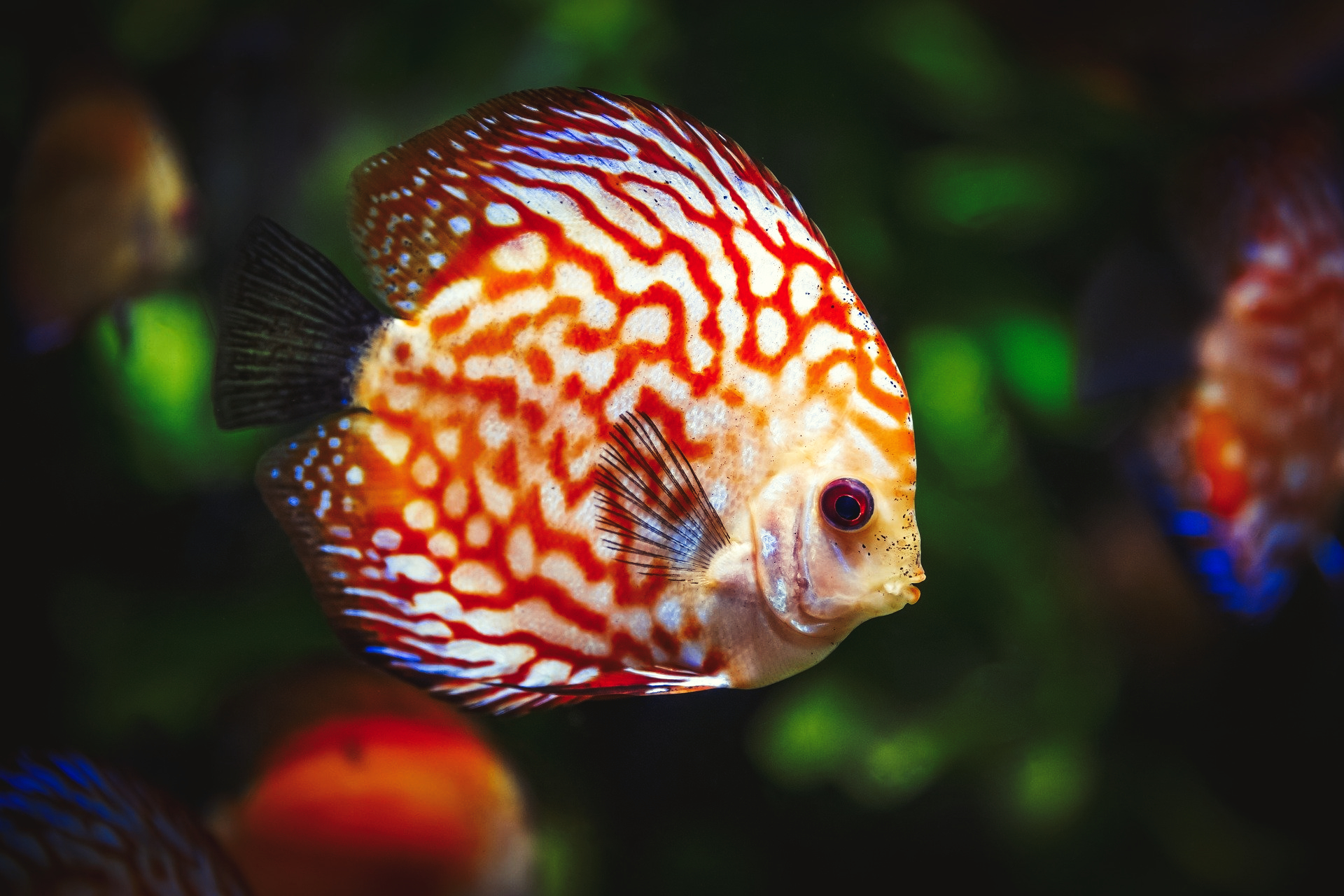 Aquarium maintenance cheap near me